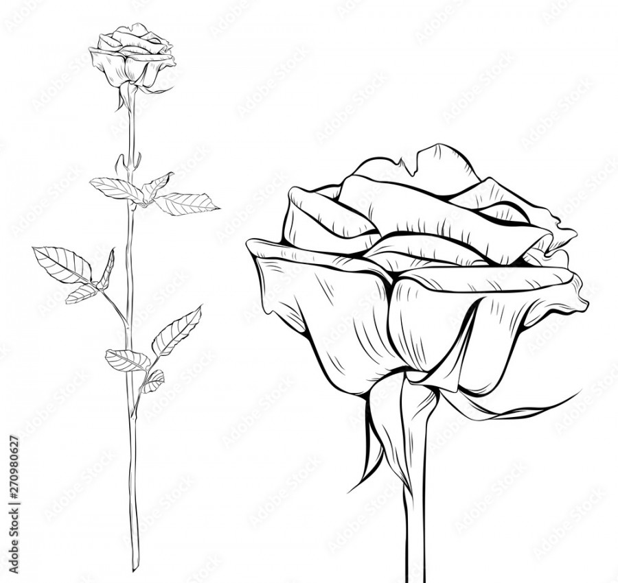 Rose line art silhouette. Single long stem rose flower