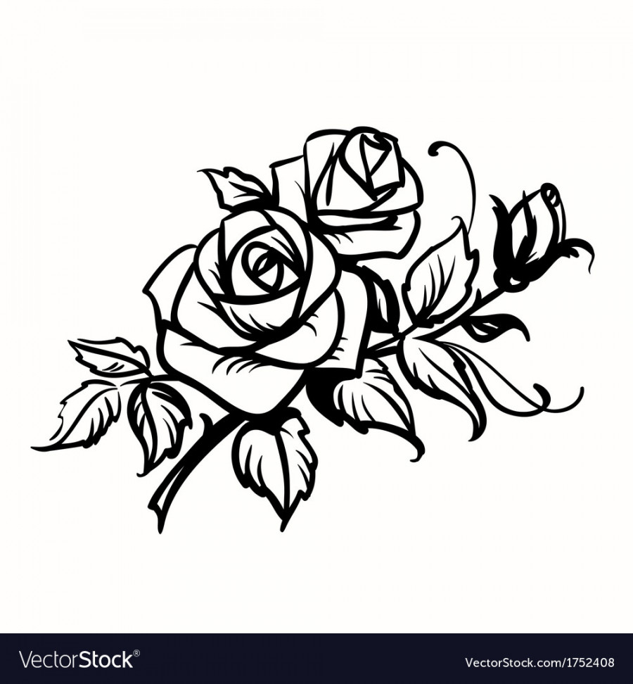 Roses black outline drawing on white background Vector Image