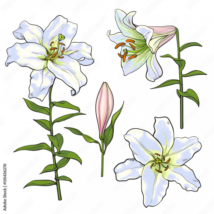 Set of hand drawn white lily flowers in side and top view, sketch