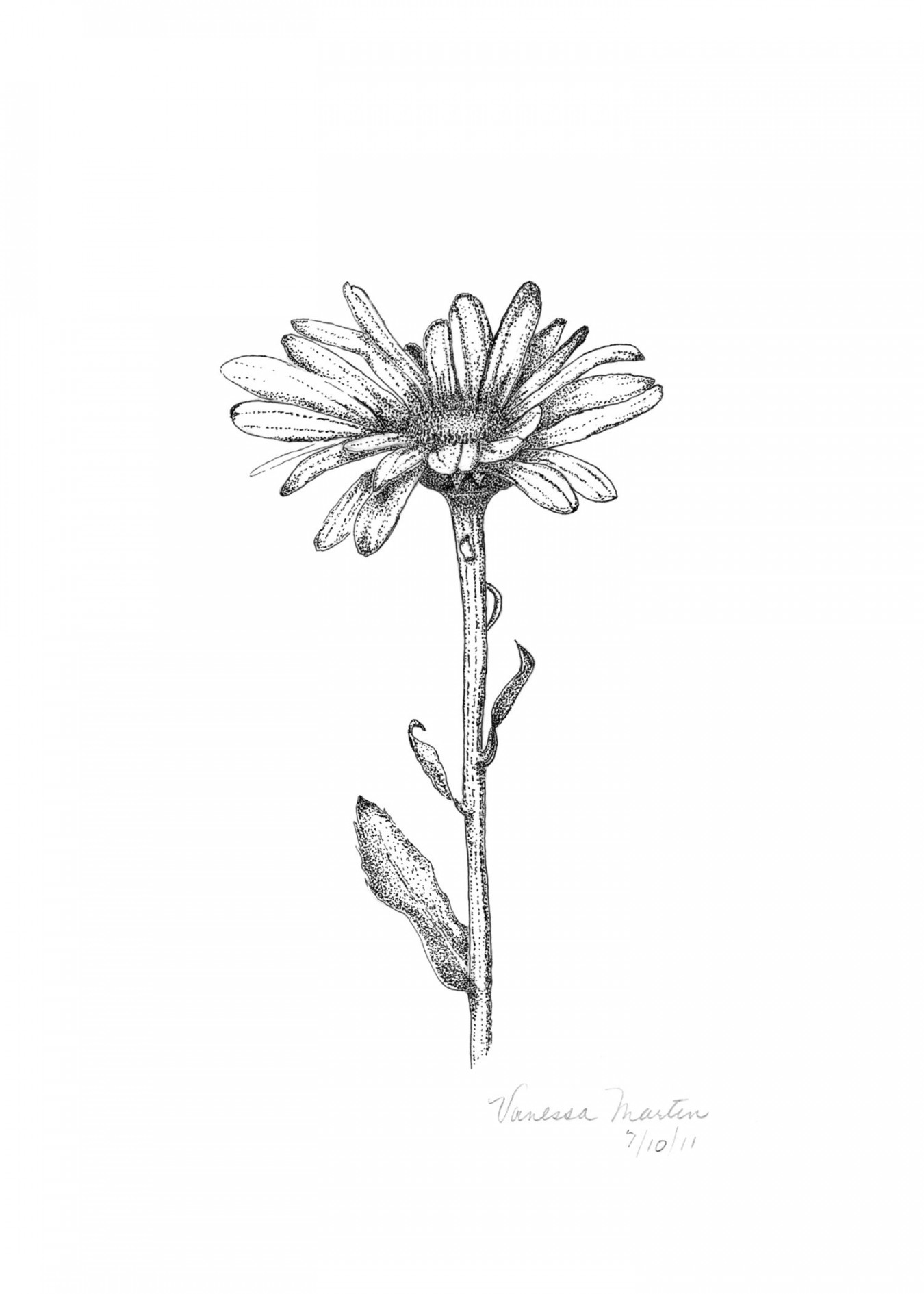 Shasta Daisy  Daisy tattoo designs, Daisy tattoo, Flower drawing