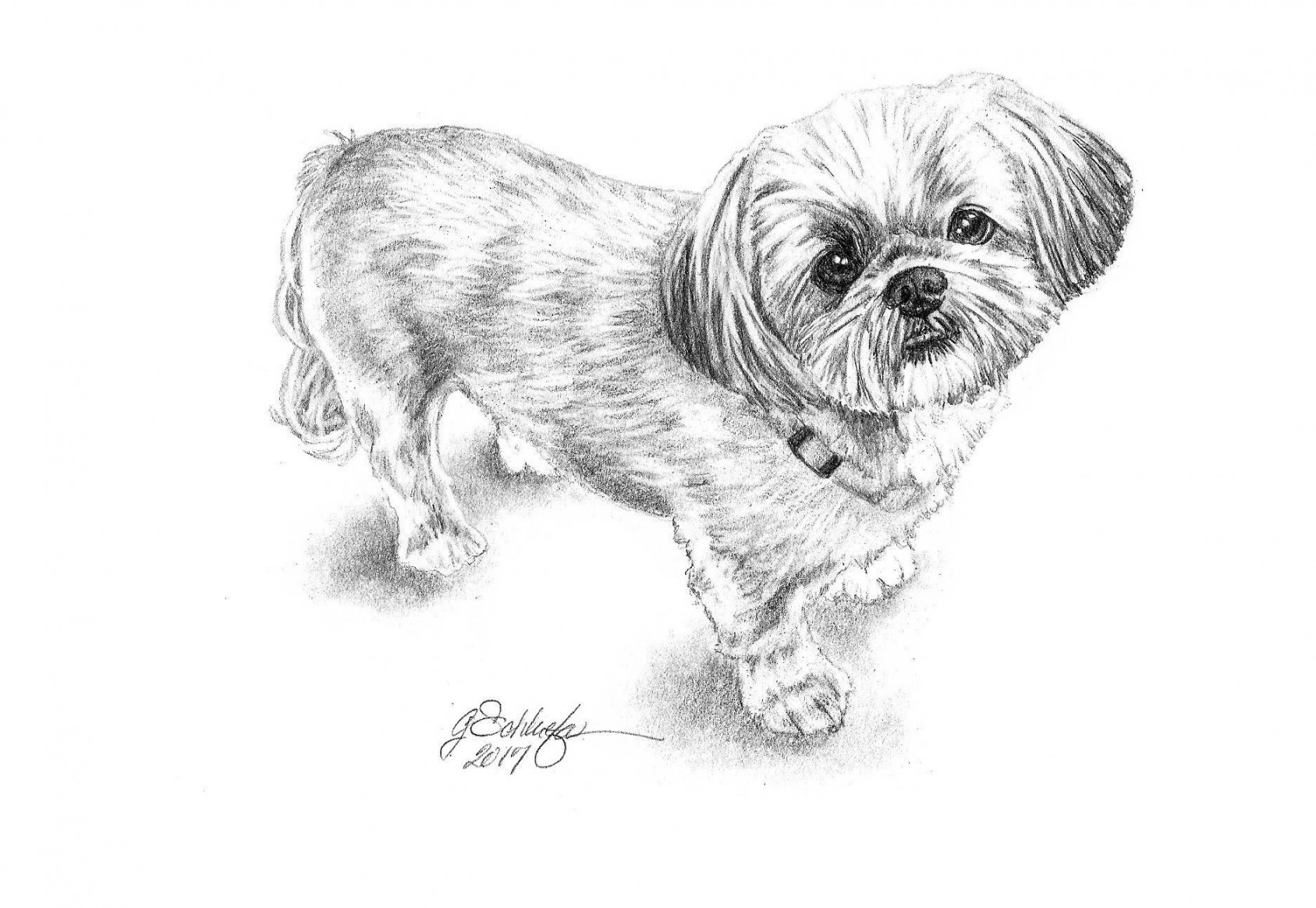 Shih Tzu  Dog drawing simple, Dog pencil drawing, Dog line art