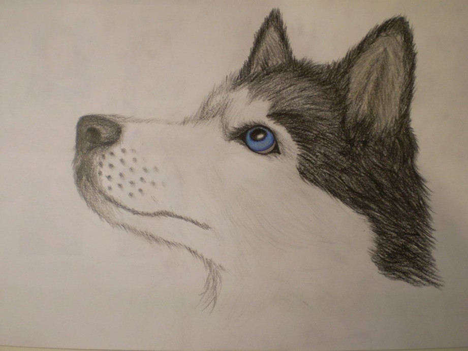 siberian husky art  Siberian Husky by ~MustaVuona on deviantART