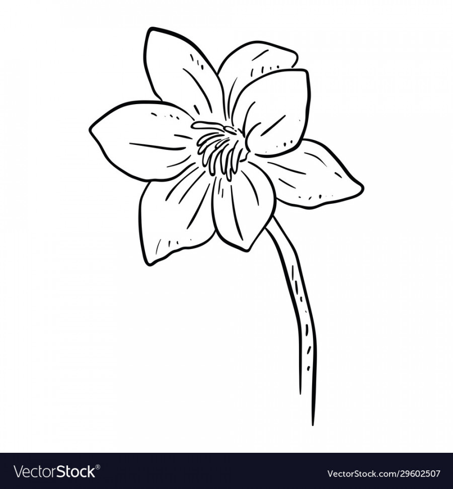 Single flower line drawing Royalty Free Vector Image