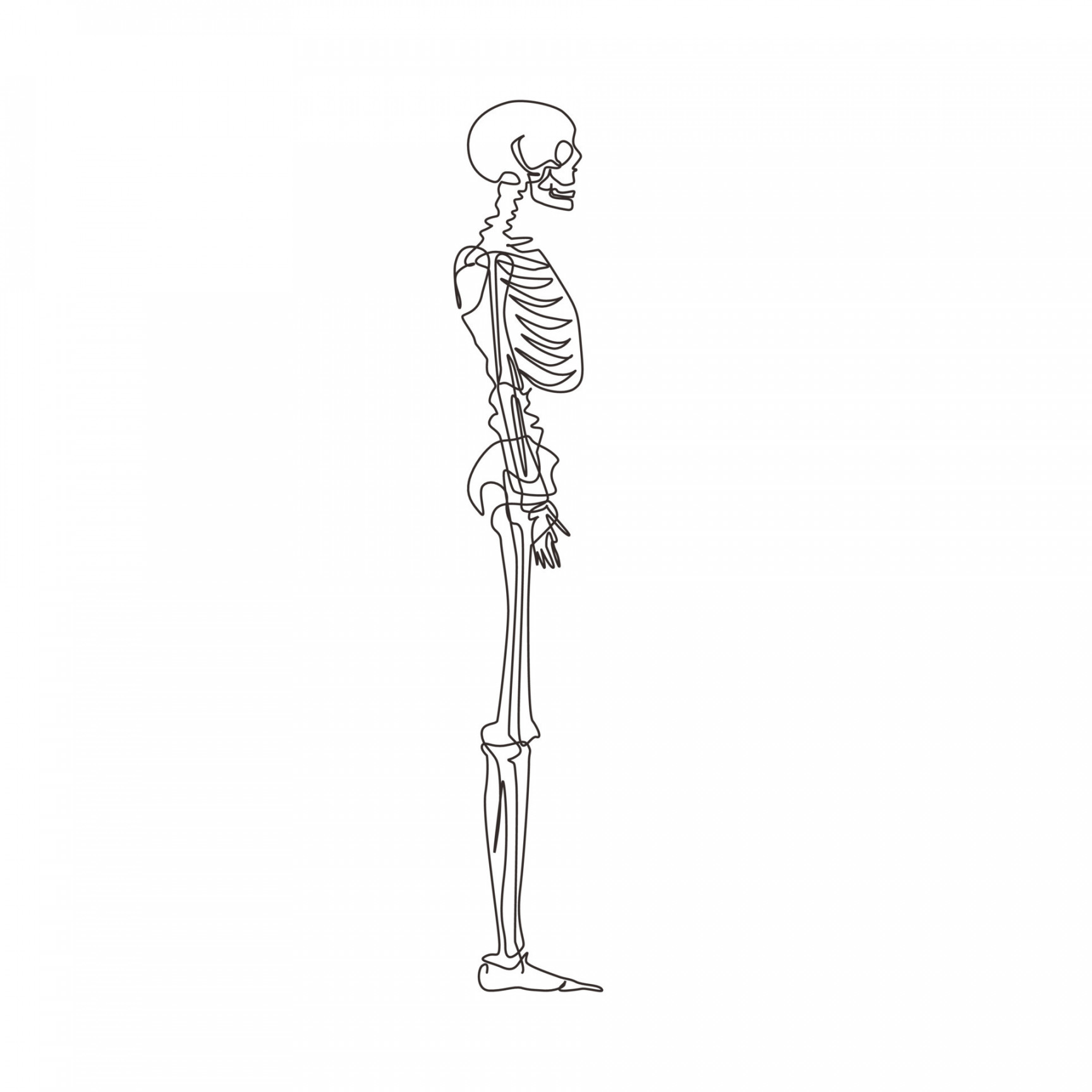 Single one line drawing side view full anatomical skeleton of a