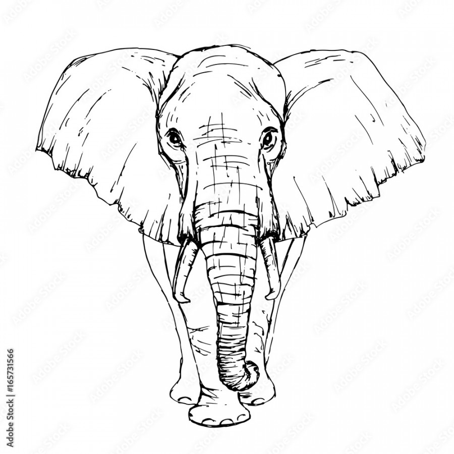 Sketch by pen African elephant front view Stock-Vektorgrafik