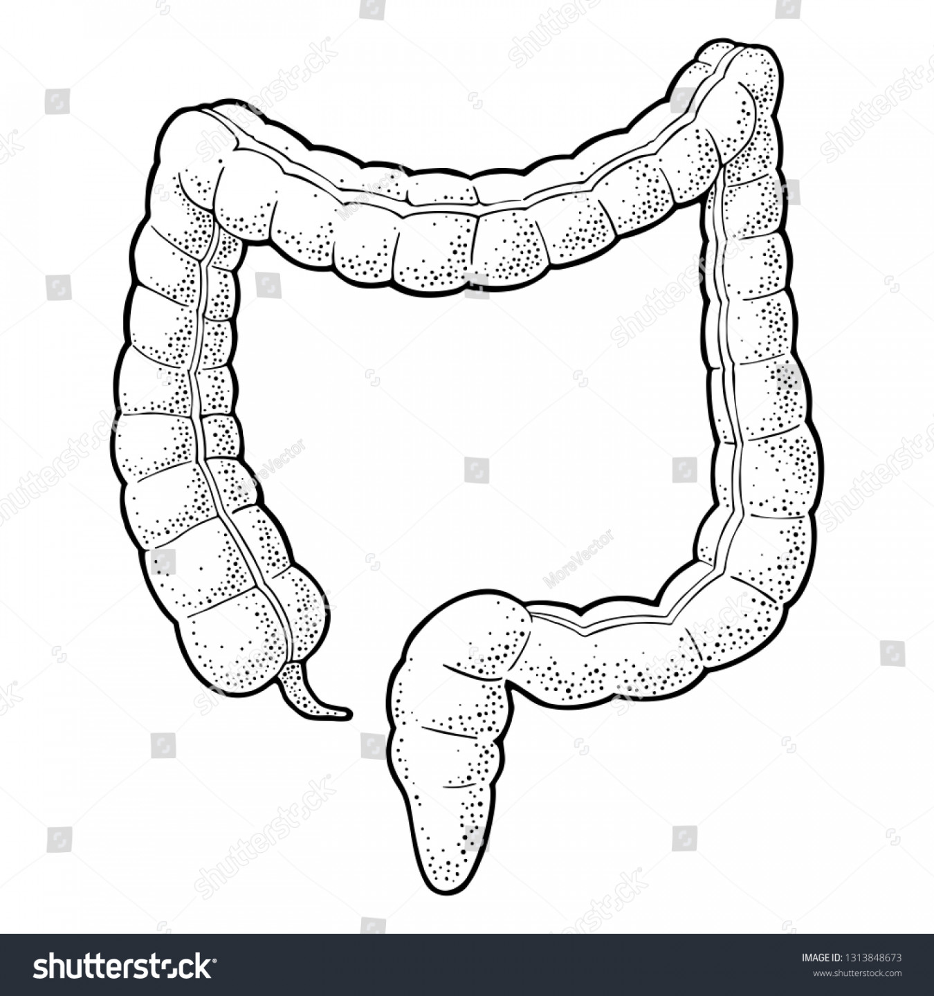 Sketch Large Intestine Images, Stock Photos, D objects