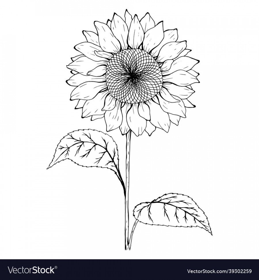 Sketch of sunflower black and white Royalty Free Vector