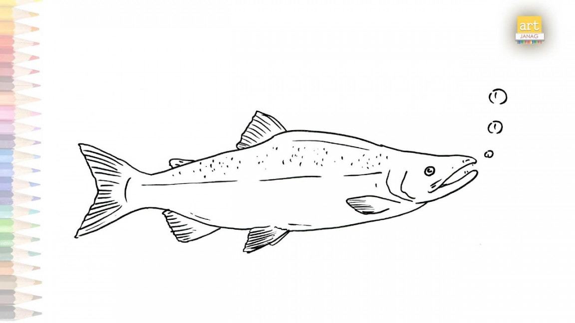 Sockeye Salmon fish drawing easy  How to draw Salmon fish step by step   Fish drawing tutorials