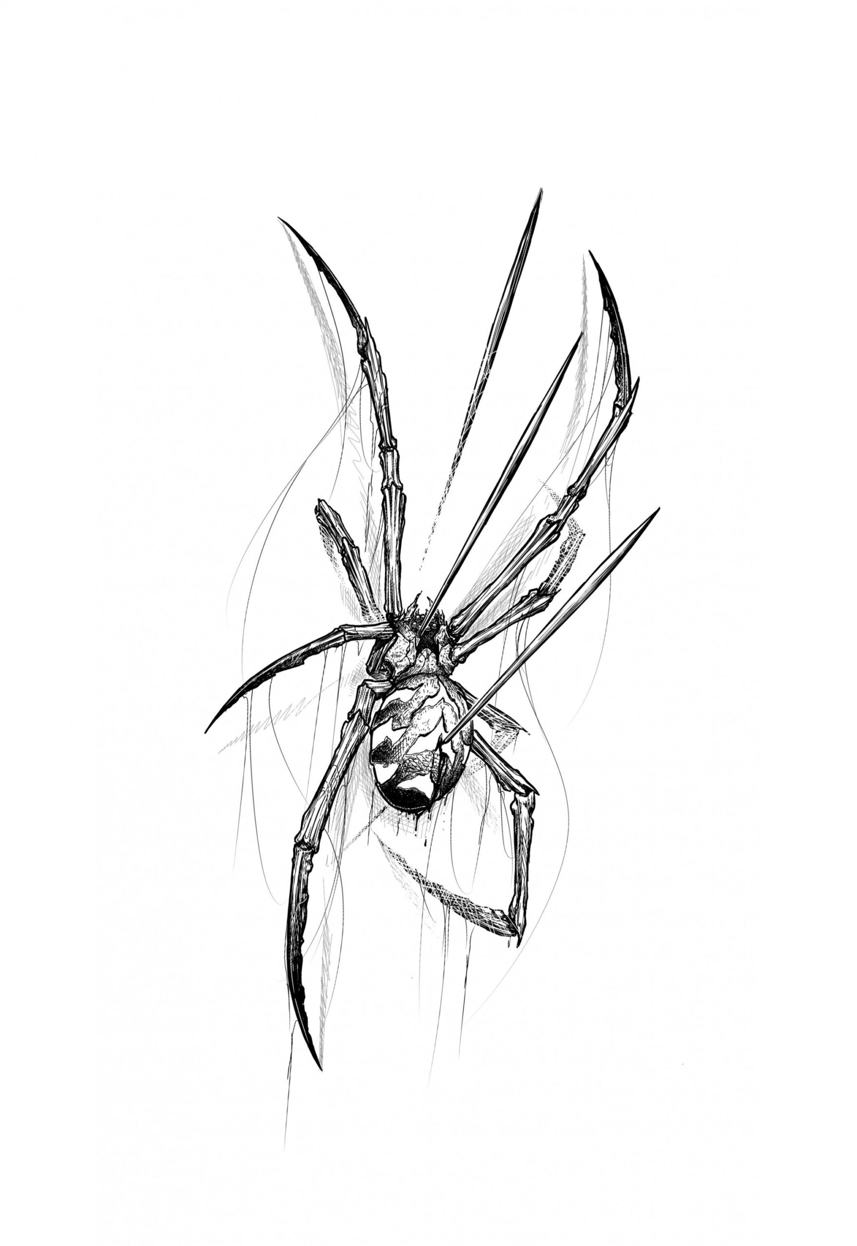 Spider sketch  Spider drawing, Spider tattoo, Spider art