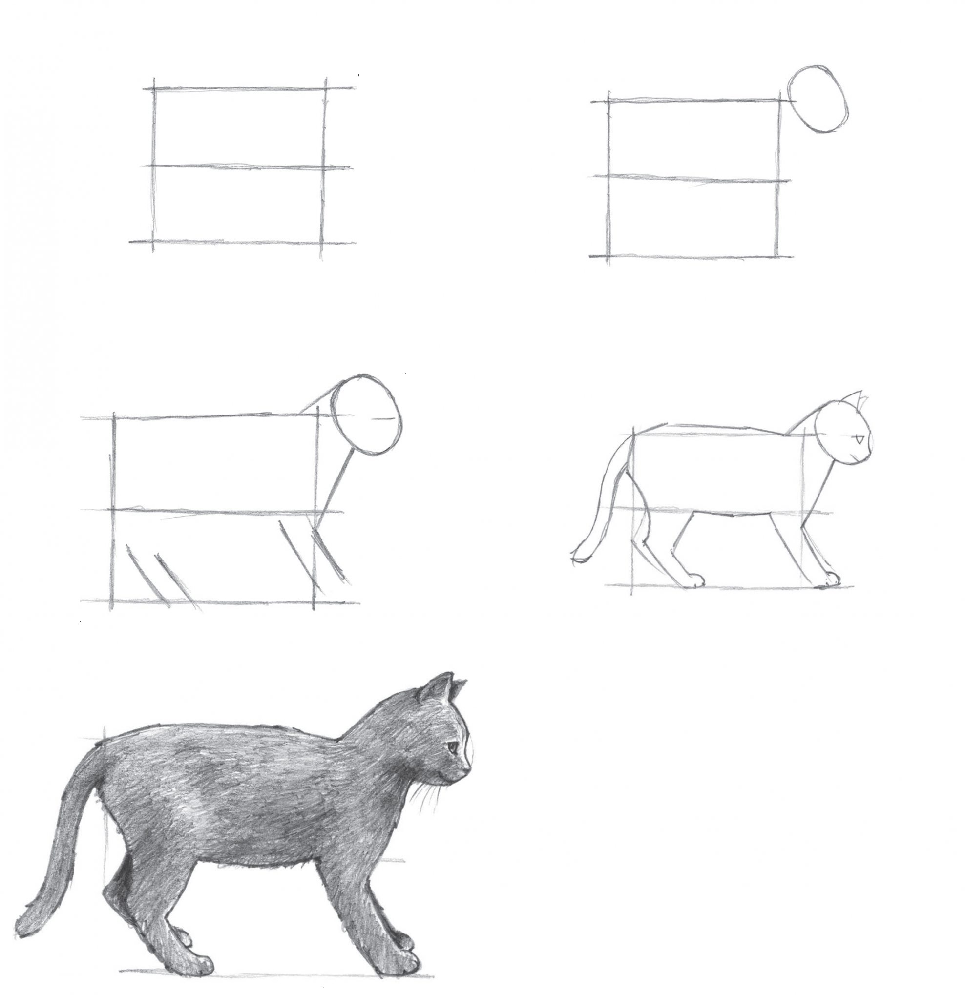 Step by step drawing side view of a cat  Cat drawing, Step by