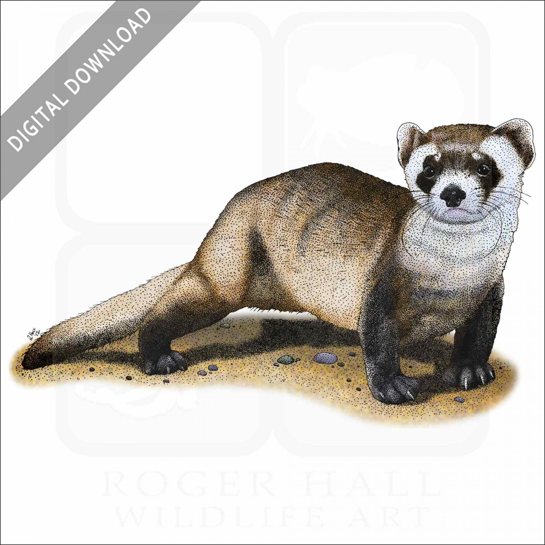 Stock Art Drawing of a Black-Footed Ferret