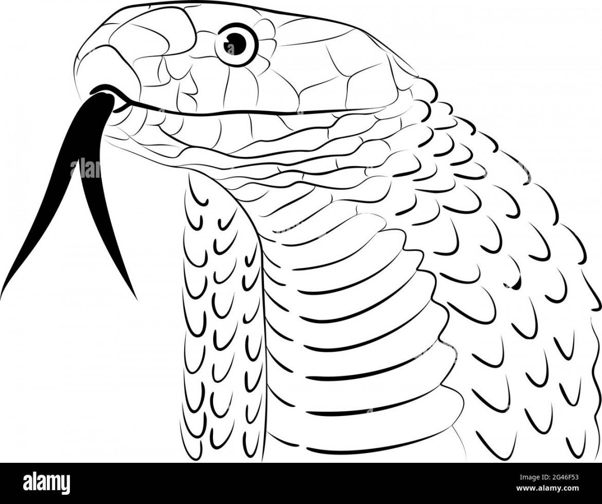 Stylized Snake Head Line Drawing Stock Vector Image & Art - Alamy