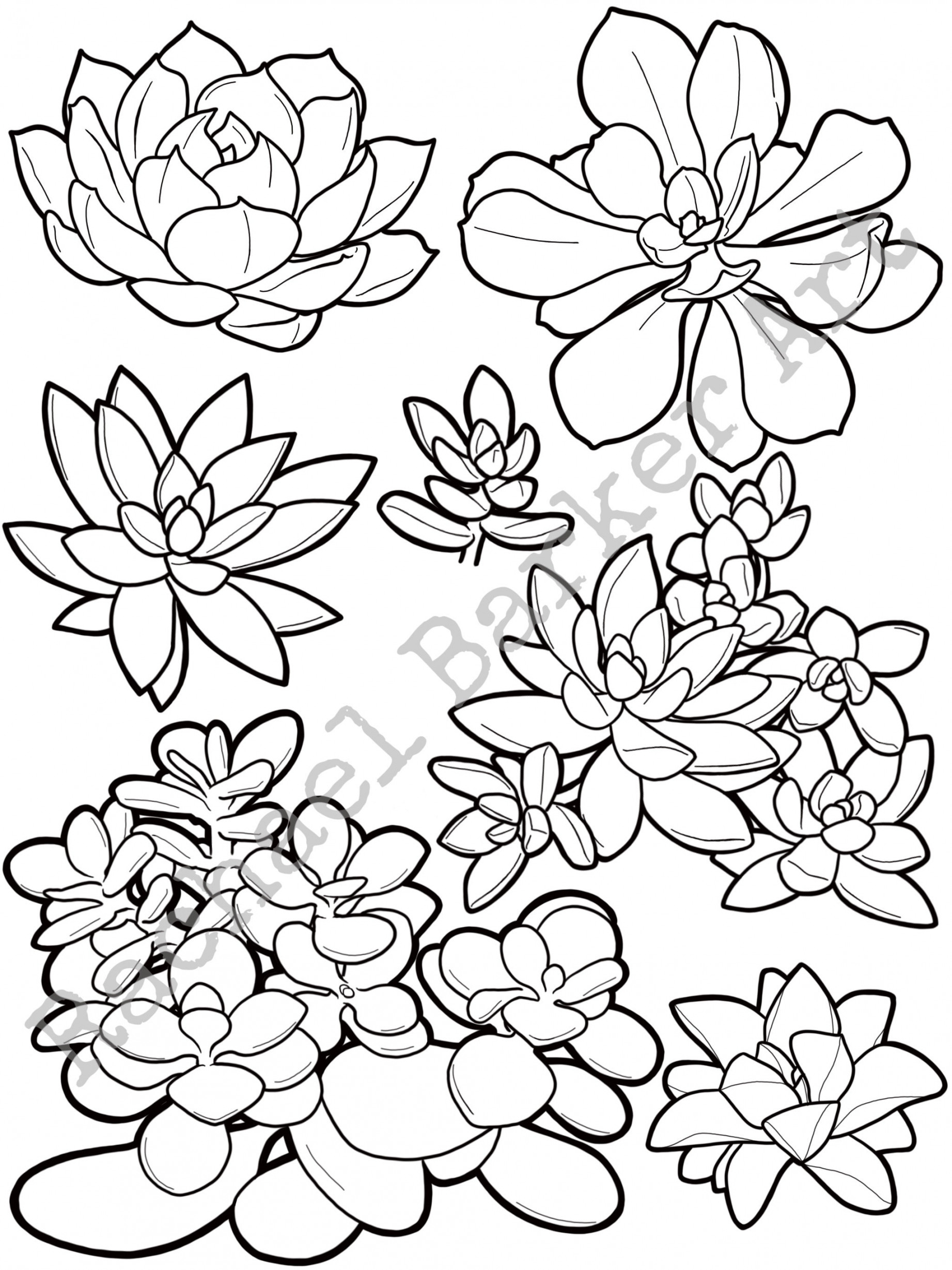 Succulent Flower Line Drawing PNG Digital Download Cricut