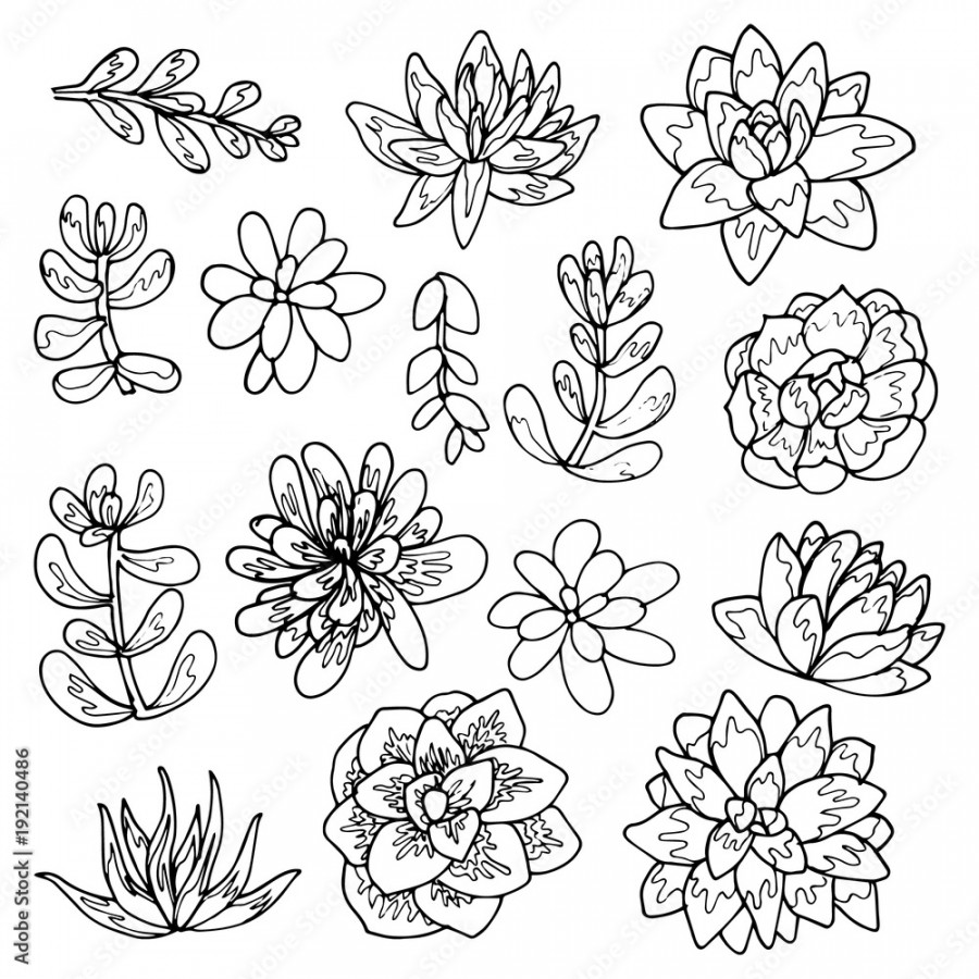 Succulent flowers line art drawing set