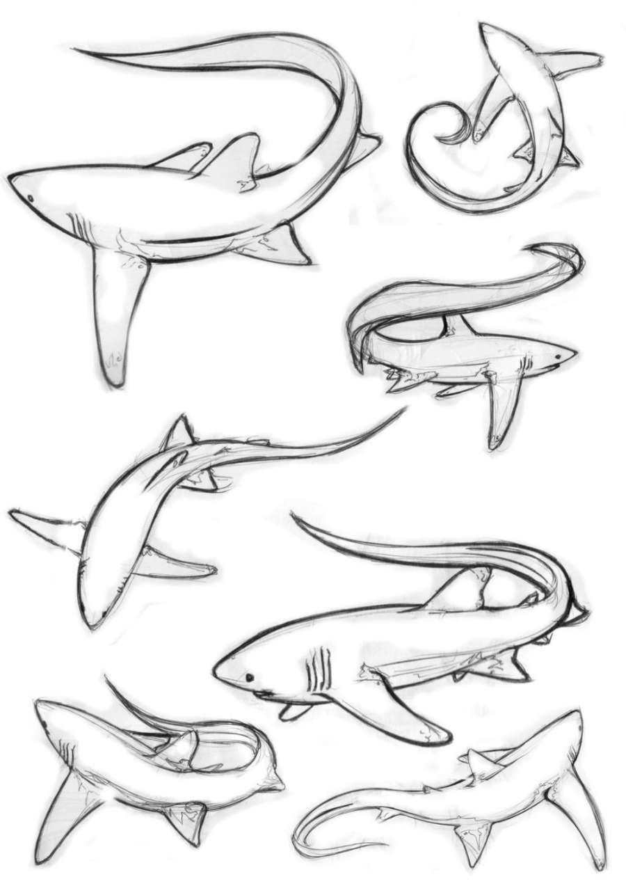 Tails tailsall tails these thresher sharks by sharkann on