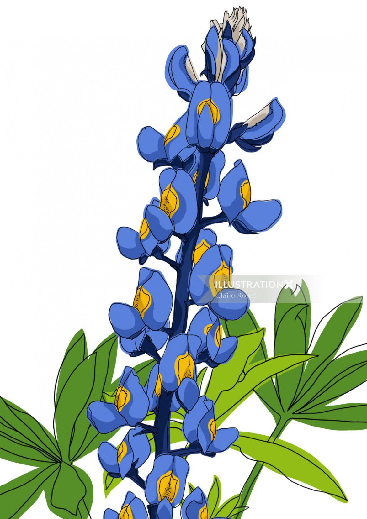 Texas Bluebonnet, flower  Illustration by Claire Rollet