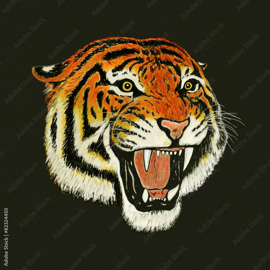 tiger roar drawing Stock-Illustration  Adobe Stock