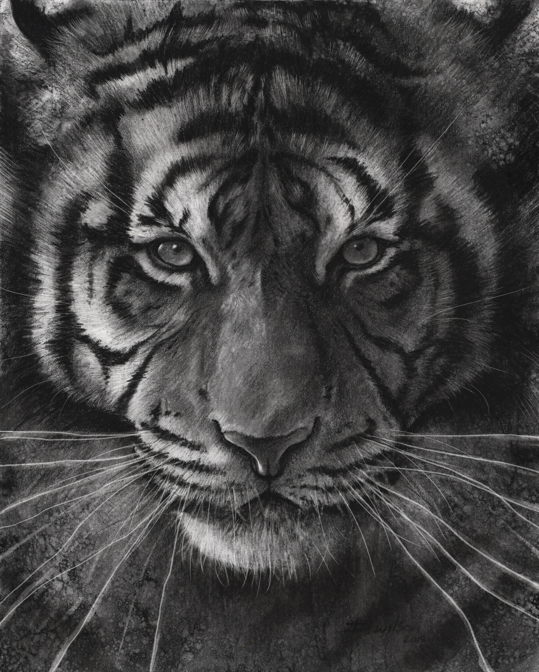 Top  Tips for Drawing a Realistic Tiger in Charcoal - Studio