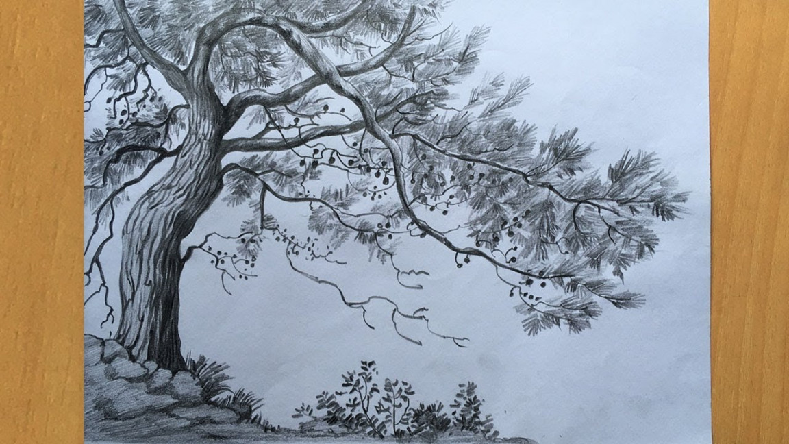 Tree drawing in pencil  draw and shade a tree step by step  pencil sketch