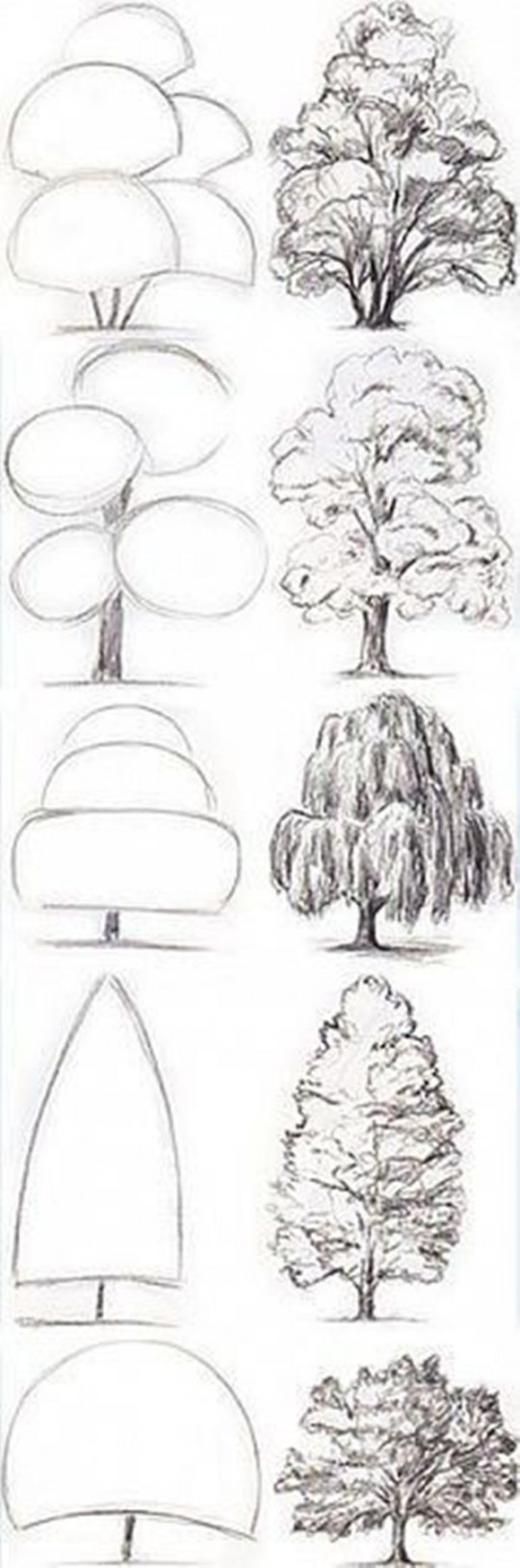 Trees