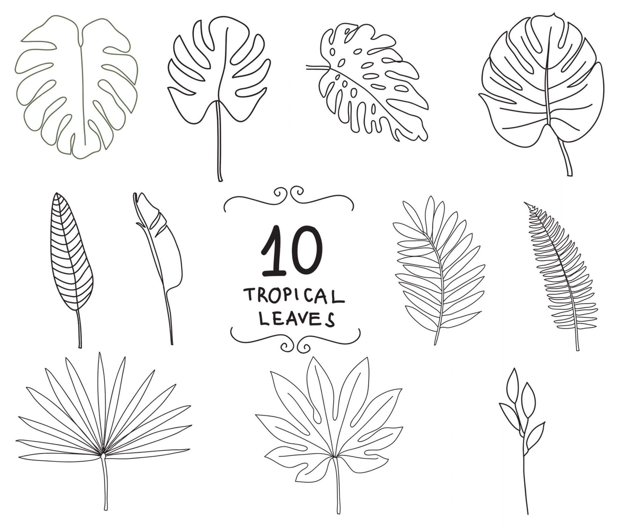 Tropical Leaves Svg and Png Doodles Jungle Leaf Svg Leaves - Etsy