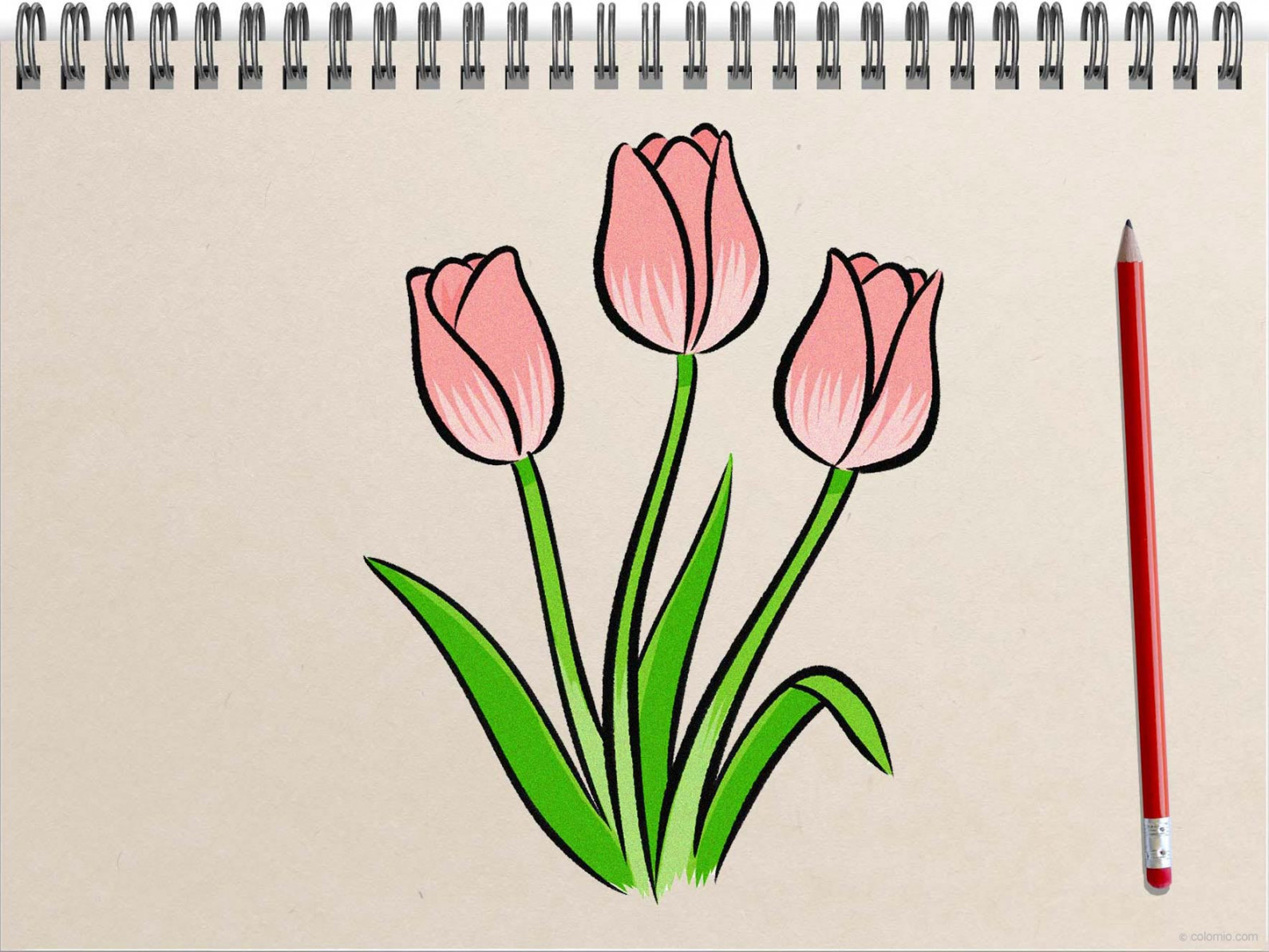 Tulip Drawing » How to draw a Tulip