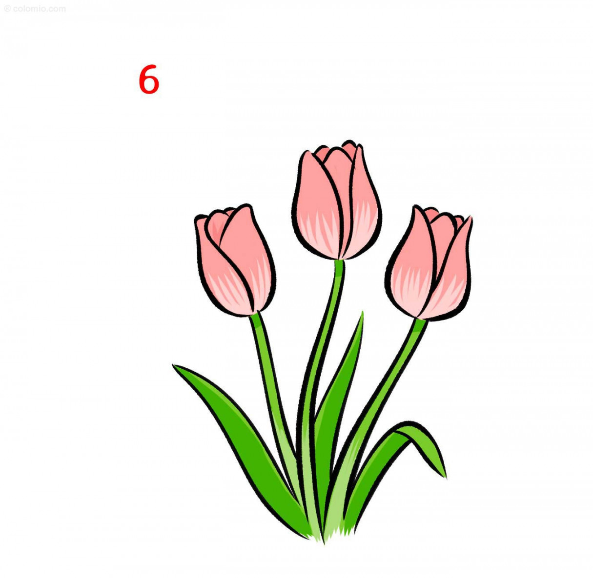 Tulip Drawing » How to draw a Tulip