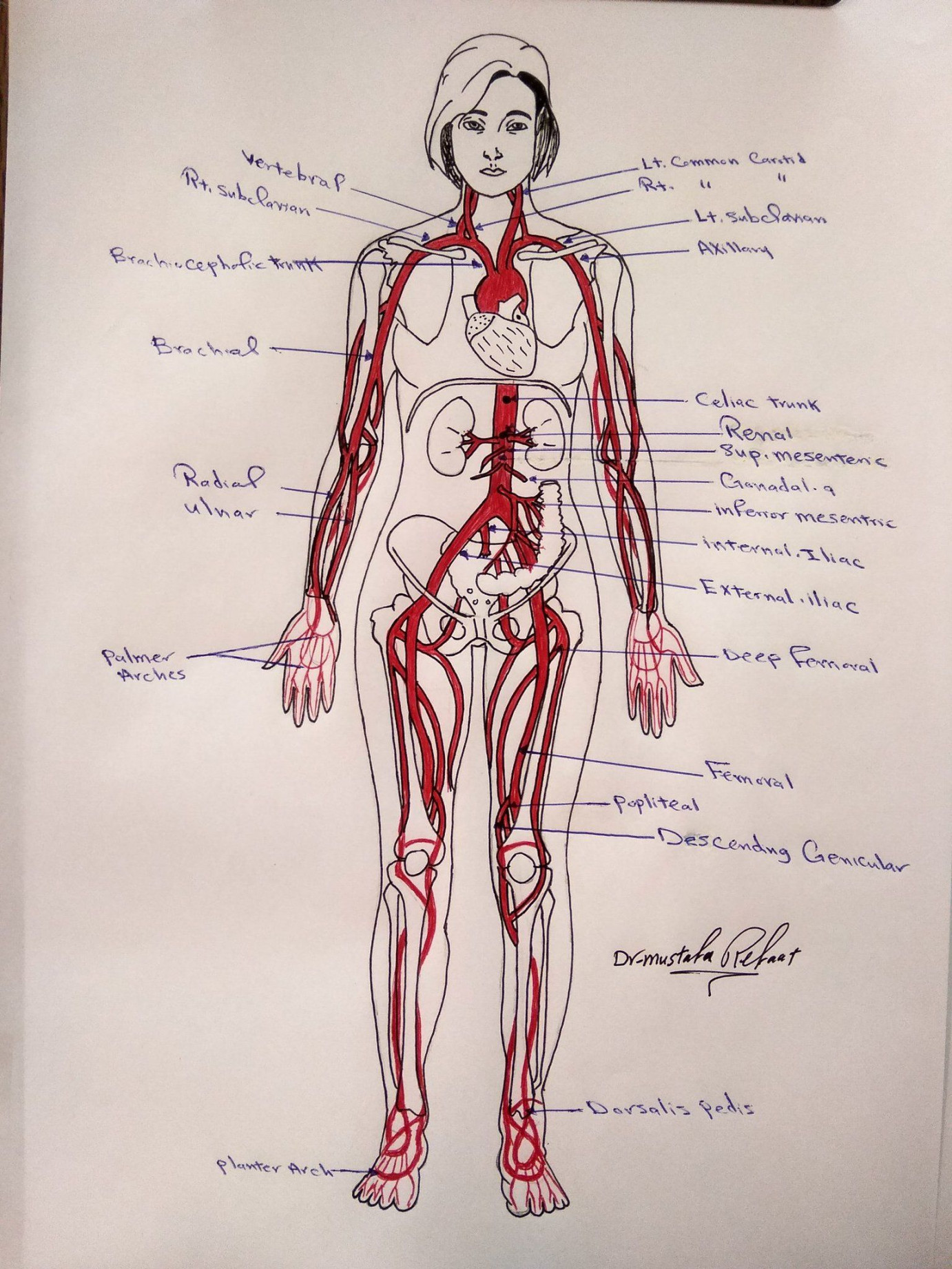 vascular #System #human #body #artvsartist #art #drawing #colored