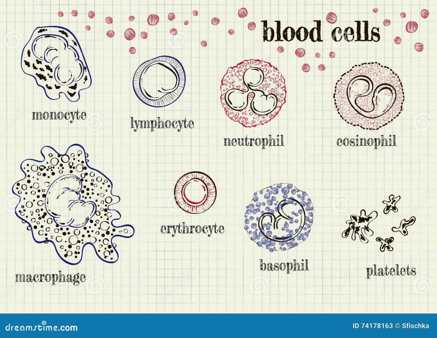 Vector Drawing of Red Blood Cells Stock Vector - Illustration of