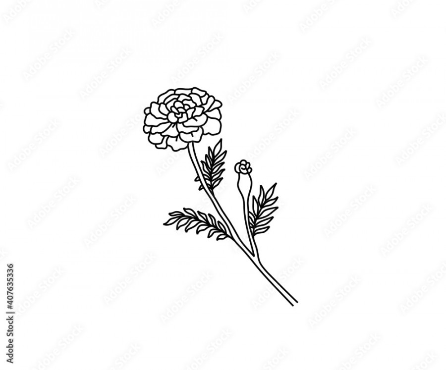 Vector isolated marigold simple contour drawing