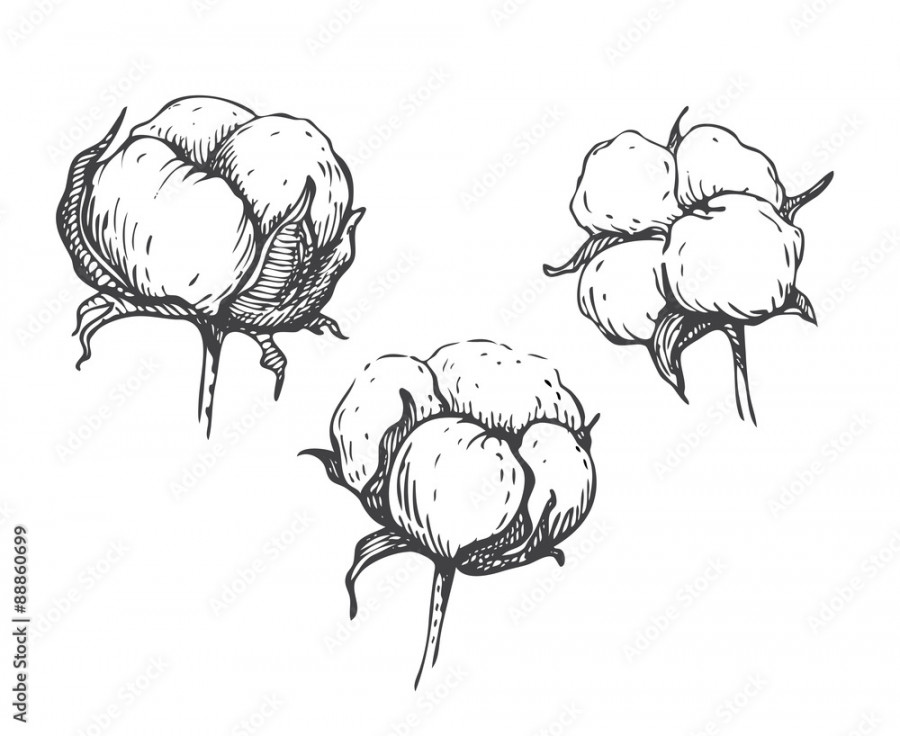 Vector set of hand draw ink cotton plant