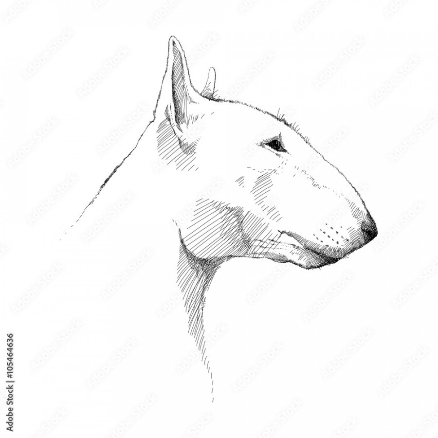 Vector sketch of Bull terrier dog head profile isolated on white