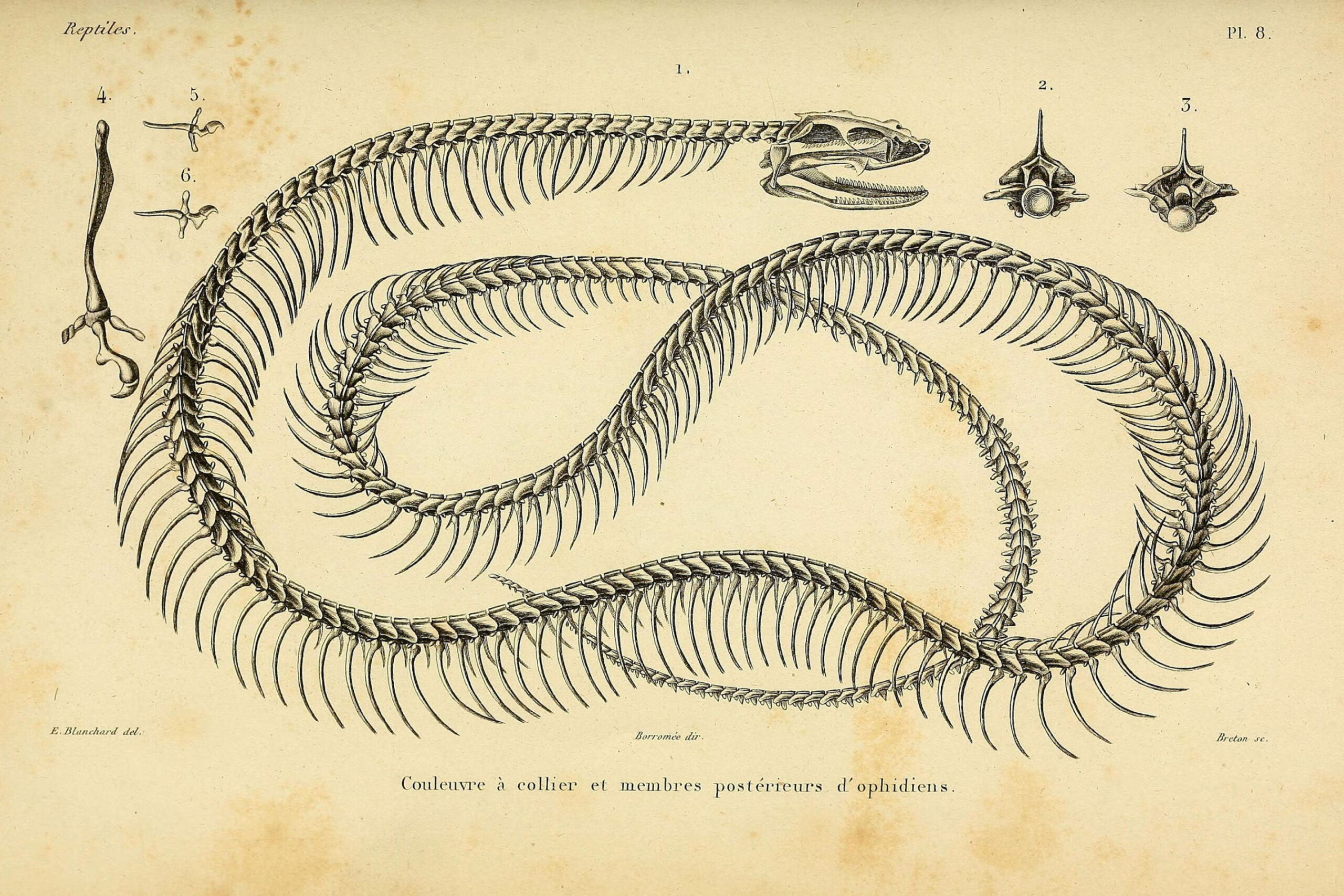 Vintage Image of a Snake Skeleton - Digital Download