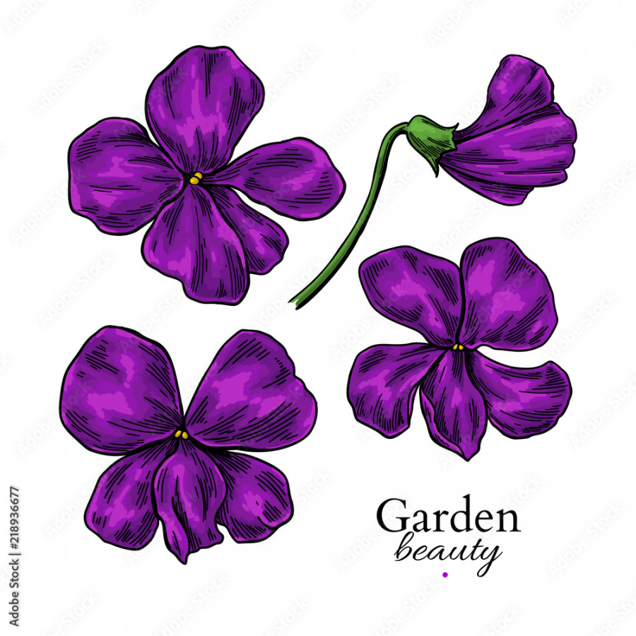 Violet flower drawing. Vector hand drawn floral set