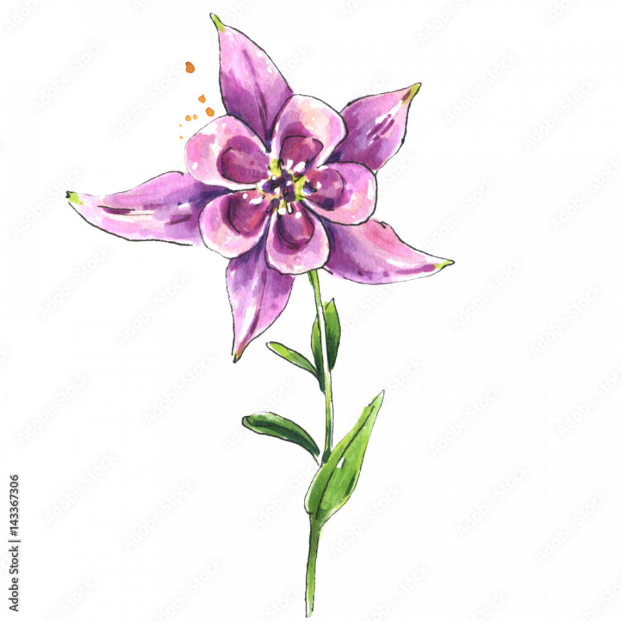 Watercolor pink columbine flower, botanical illustration in