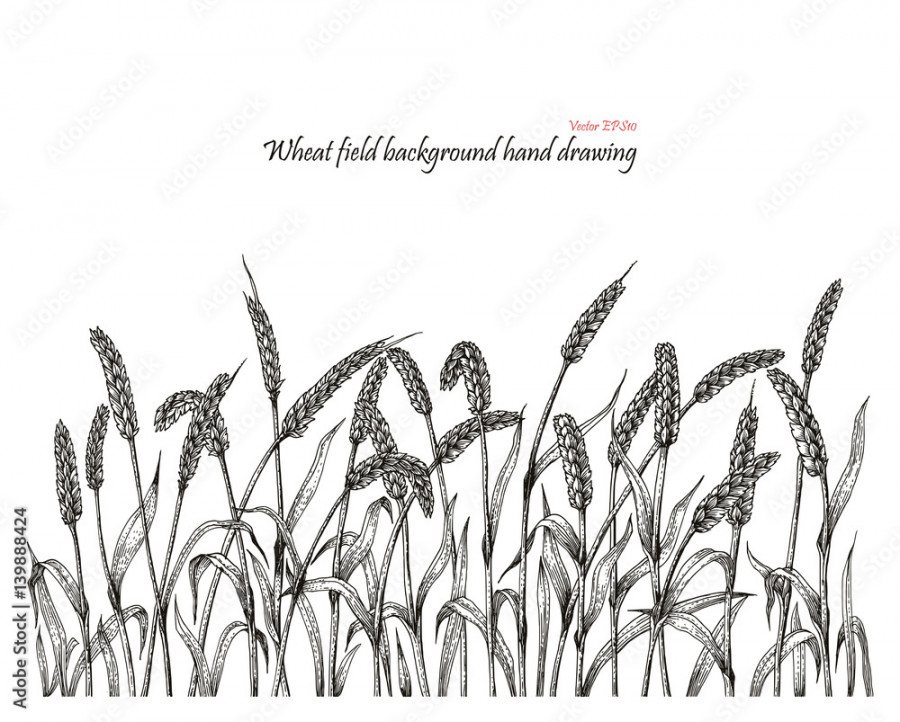 Wheat field background hand drawing Stock-Vektorgrafik  Adobe Stock