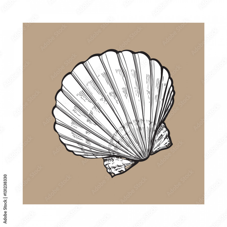 white scallop sea shell, sketch style vector illustration isolated