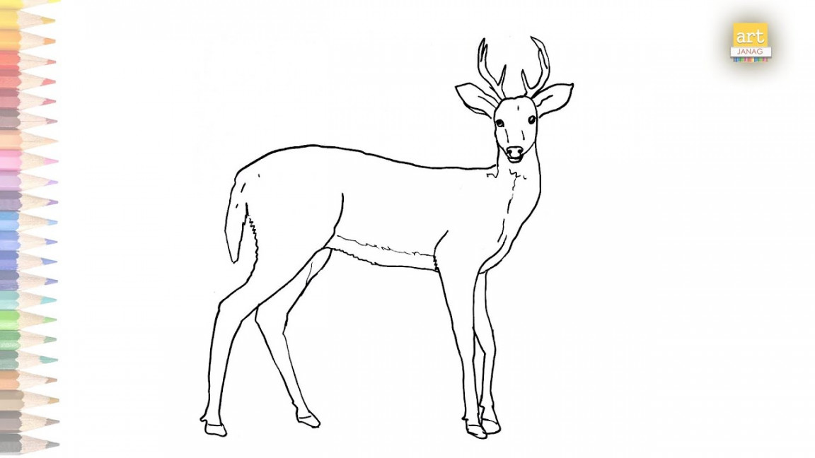 whitetail deer drawing easy  How to draw whitetail deer outline sketch  step by step