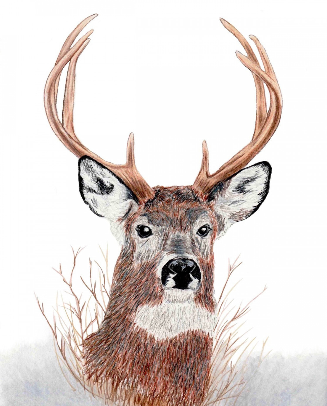 Whitetail Deer Drawing - Etsy