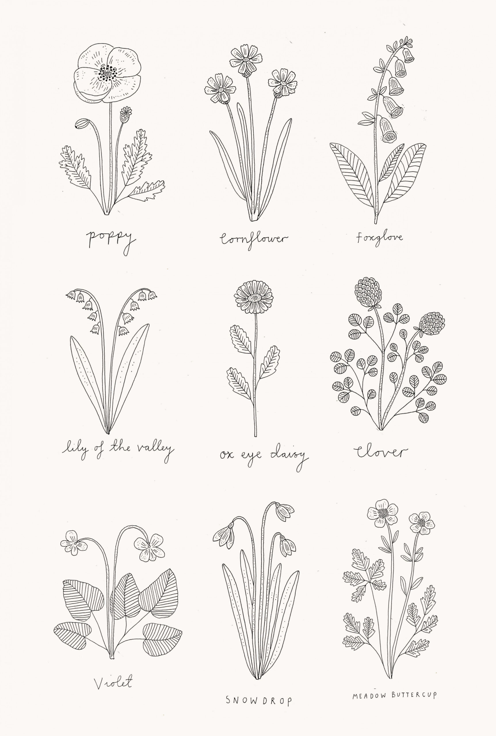 Wildflower illustrations  Wildflower drawing, Flower line