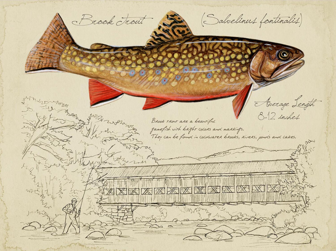 x Brook Trout Print — Matt Patterson