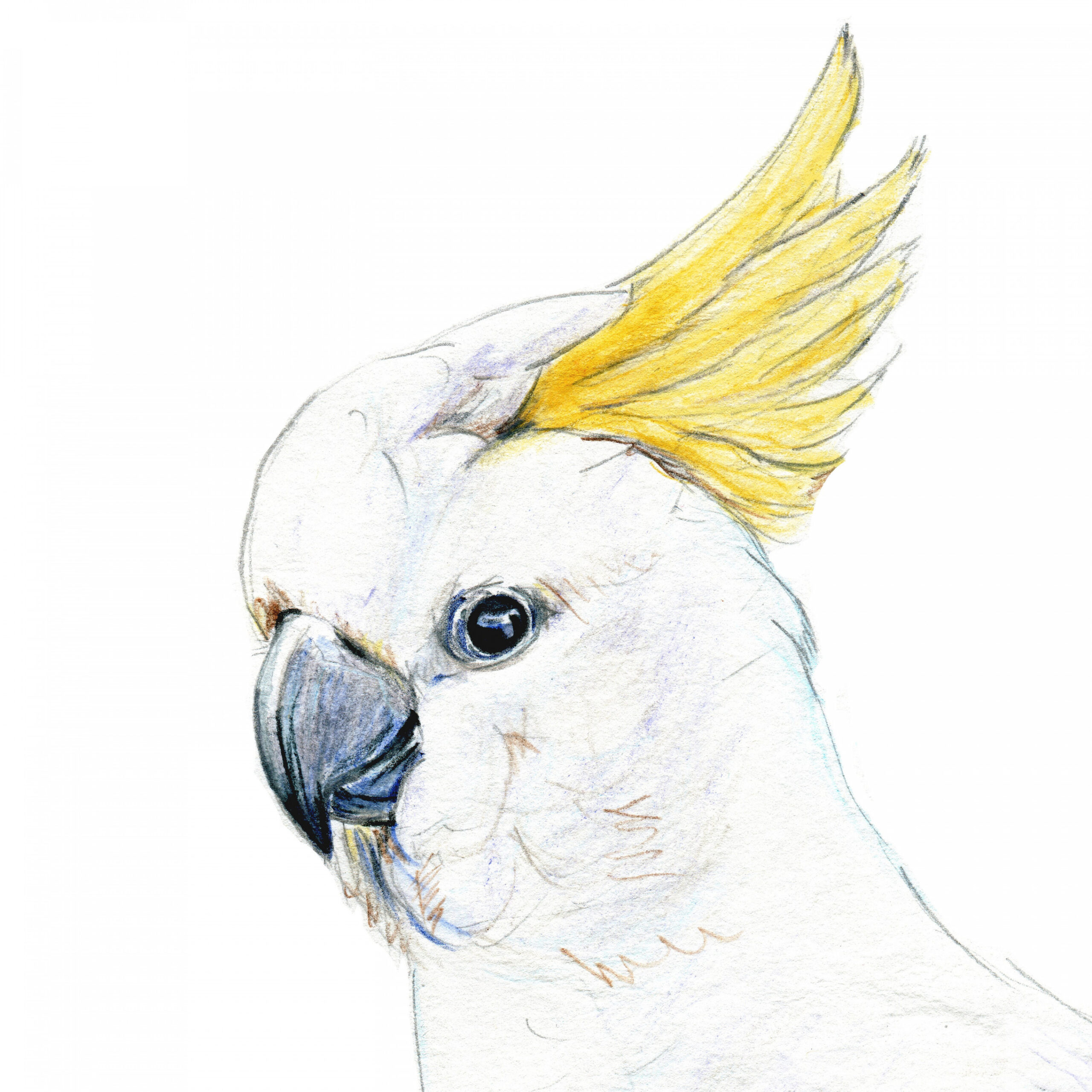 Yellow Crested Cockatoo Drawing Print