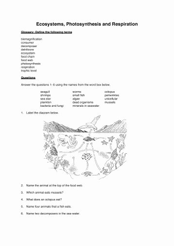 50 Fresh Energy Flow Worksheet Answers 11