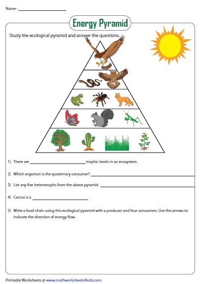 50 Fresh Energy Flow Worksheet Answers 18