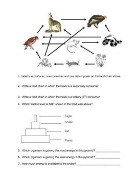 50 Fresh Energy Flow Worksheet Answers 41