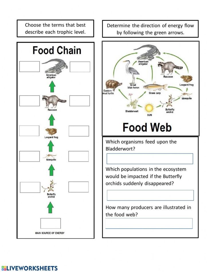 50 Fresh Energy Flow Worksheet Answers 46