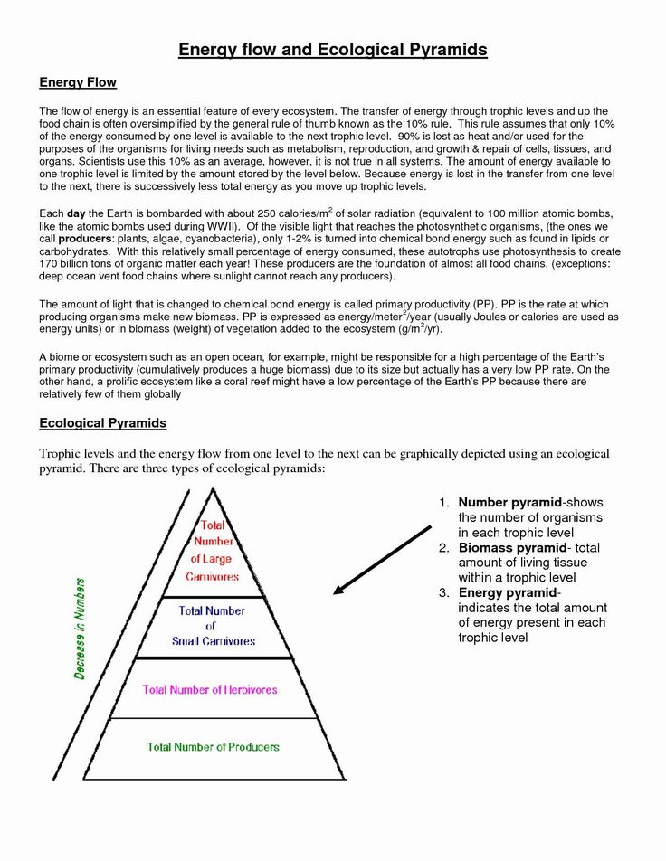 50 Fresh Energy Flow Worksheet Answers 71