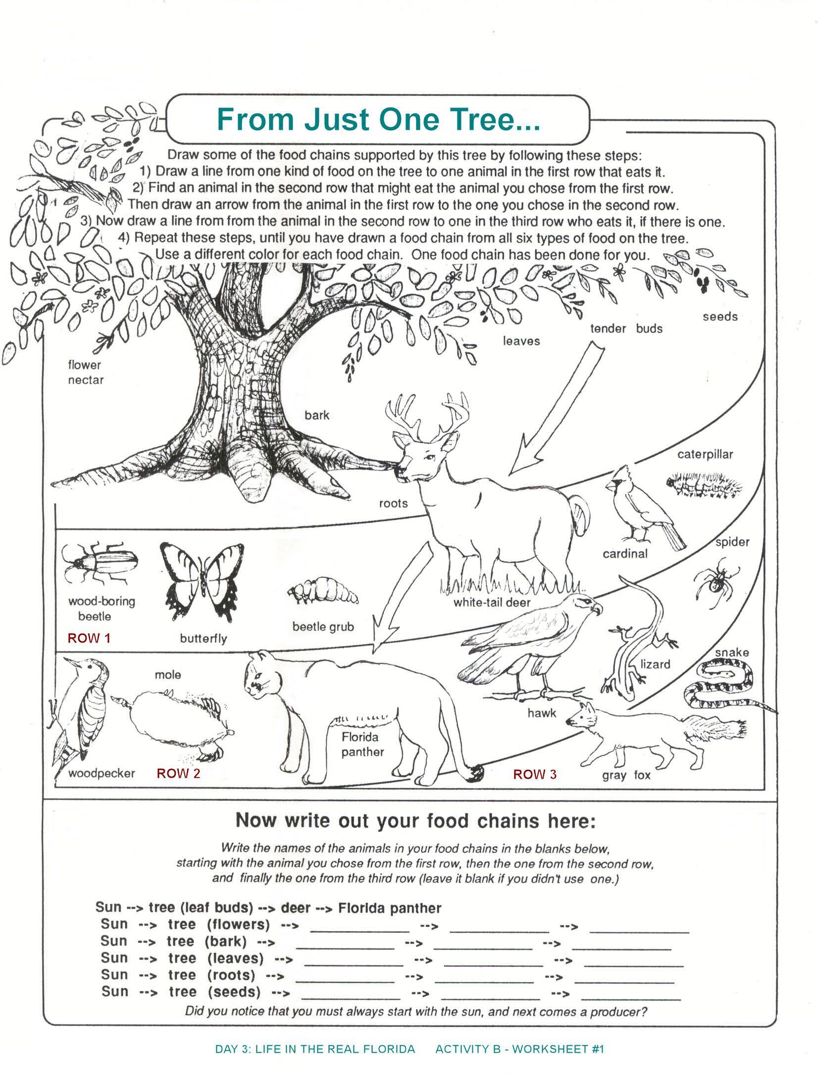 50 Fresh Energy Flow Worksheet Answers 9