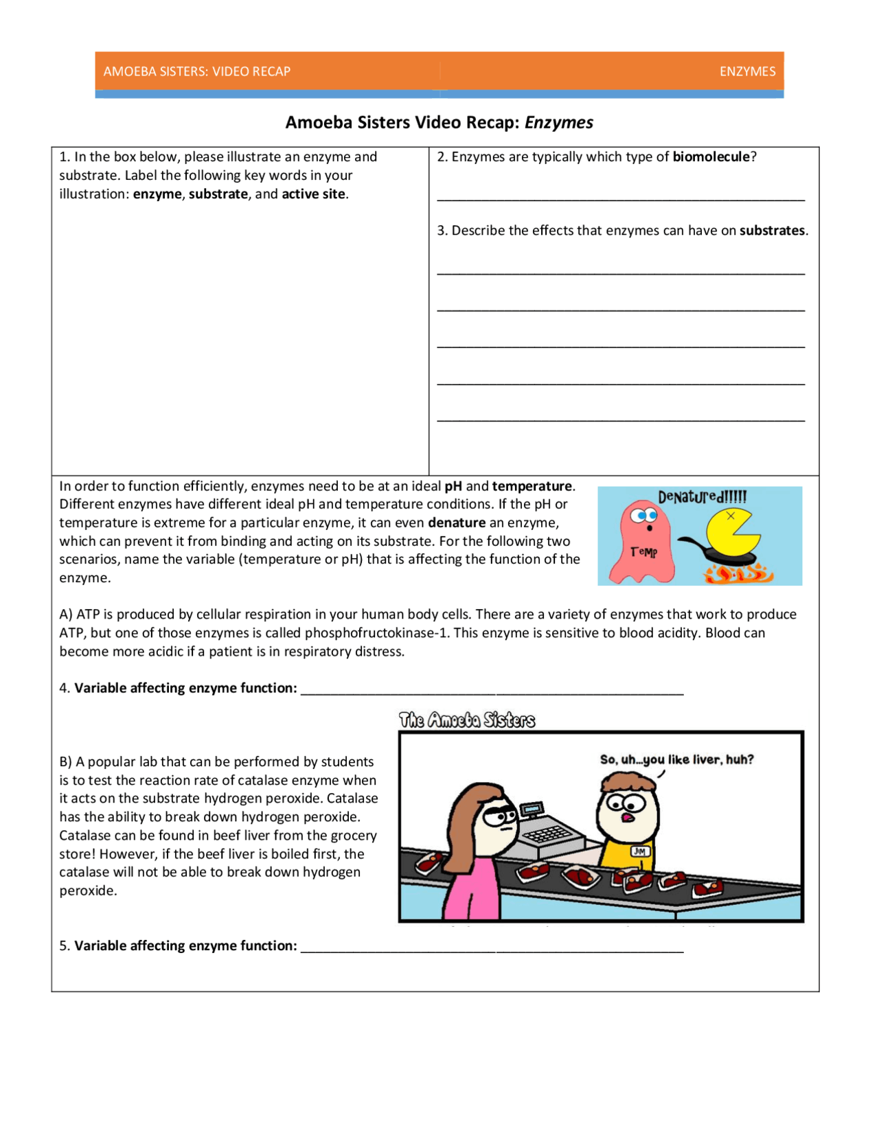 Amoeba Sisters Mutations Worksheet 14