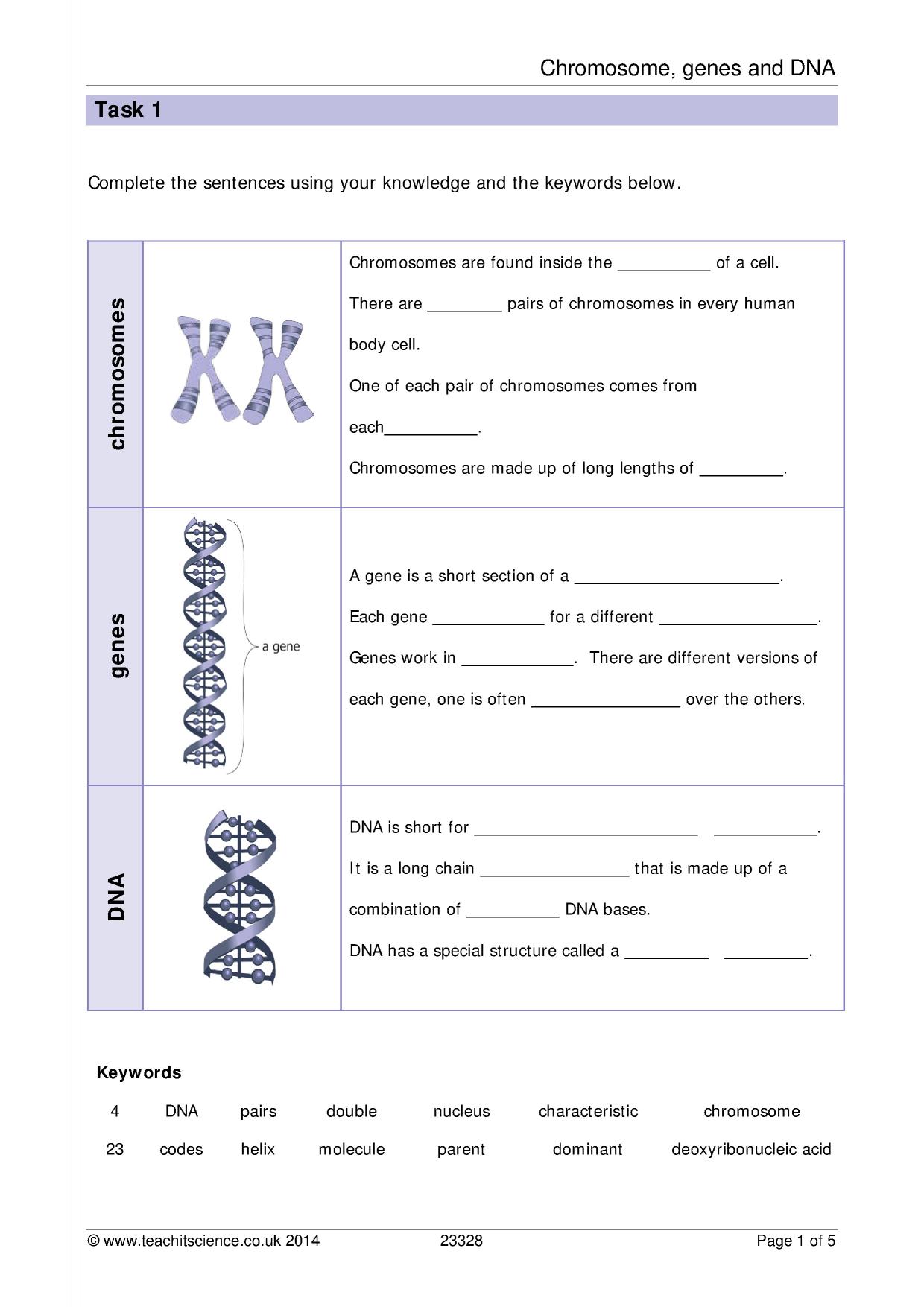 Amoeba Sisters Mutations Worksheet 19